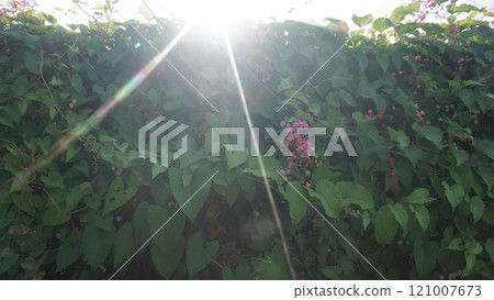 Sunlight Beaming Over Lush Green Vines with Pink Flowers Sunlight Beaming Over Lush Green Vines with Pink Flowers 121007673