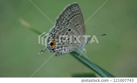 Delicate Butterfly Perched on a Leaf Delicate Butterfly Perched on a Leaf 121007743
