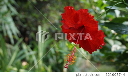 Vibrant Red Hibiscus (Chinese hibiscus-Hibiscus rosa-Sinensis Cooperi) in Full Bloom Vibrant Red Hibiscus (Chinese hibiscus-Hibiscus rosa-Sinensis Cooperi) in Full Bloom 121007744