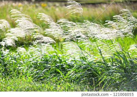 Autumn scenery at the park on the banks of the Hiratsuka Sagami River 121008055