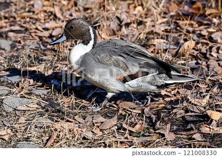 小長鴨 小長鴨 121008330