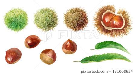 Watercolor illustration of chestnuts, chestnut burrs and leaves. A set of chestnut burrs with ripening gradation changes. (Vector) 121008634