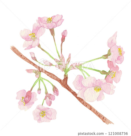手繪水彩畫:日本國花「櫻花」粉紅色花朵連枝 手繪水彩畫:日本國花「櫻花」粉紅色花朵連枝 121008736