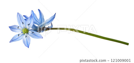 Blue scilla flowers isolated on white 121009001