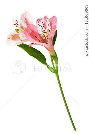 Coral alstroemeria flowers isolated Coral alstroemeria flowers isolated 121009002