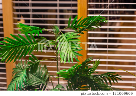 A palm tree sits elegantly in front of a window with blinds down A palm tree sits elegantly in front of a window with blinds down 121009609