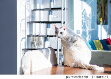 A fluffy white cat is comfortably sitting on a table near a spiral staircase 121009631