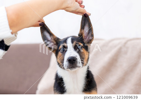 A person gently touches the ear of a dog using their hand A person gently touches the ear of a dog using their hand 121009639