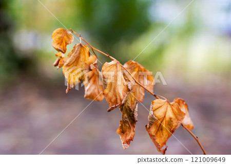 This is a detailed close up of a branch that has leaves on it This is a detailed close up of a branch that has leaves on it 121009649