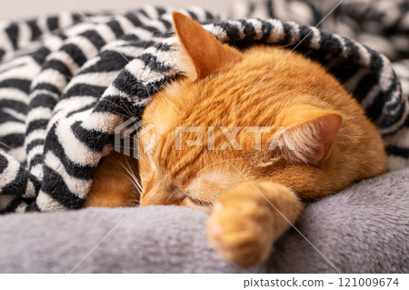 A cat is peacefully sleeping under a cozy zebra print blanket A cat is peacefully sleeping under a cozy zebra print blanket 121009674