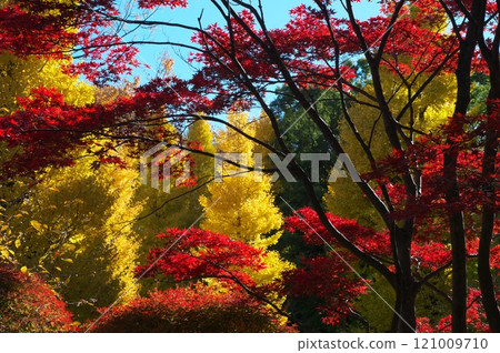 Burning autumn leaves 121009710