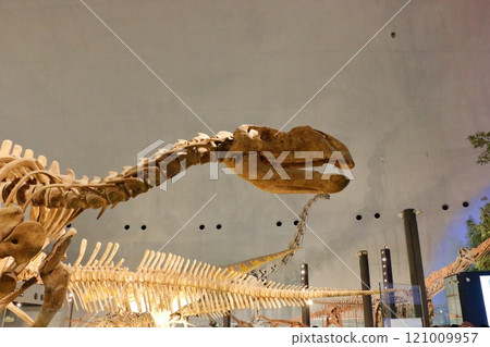 Exhibits in the Fukui Prectural Dinosaur Museum located in Katsuyama near Fukui Japan Exhibits in the Fukui Prectural Dinosaur Museum located in Katsuyama near Fukui Japan 121009957