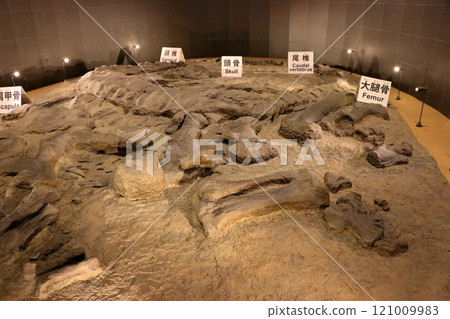 Exhibits in the Fukui Prectural Dinosaur Museum located in Katsuyama near Fukui Japan 121009983