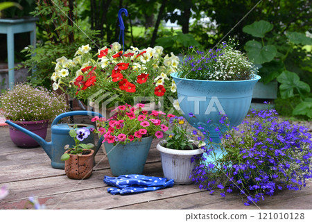 Still life with beautiful flowers of petunia and lobelia in pots outside in the garden. Spring and summer botanical and farming background with gardening objects, vintage home and retro concept Still life with beautiful flowers of petunia and lobelia in pots outside in the garden. Spring and summer botanical and farming background with gardening objects, vintage home and retro concept 121010128
