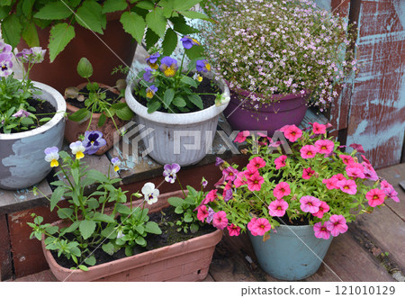 Still life with beautiful pink petunia and pansy flowers in pots outside in the garden. Spring and summer botanical and farming background with gardening objects, vintage home and retro concept Still life with beautiful pink petunia and pansy flowers in pots outside in the garden. Spring and summer botanical and farming background with gardening objects, vintage home and retro concept 121010129