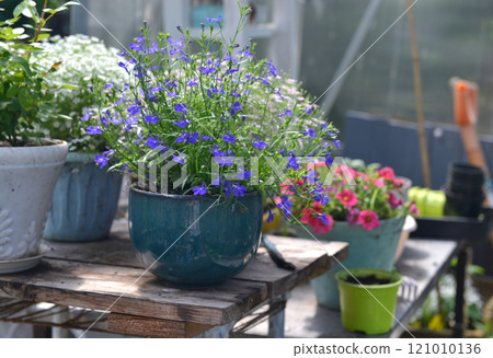 Still life with beautiful flowers of petunia and blue lobelia in pots in greenhouse. Spring and summer botanical and farming background with gardening objects, vintage home garden and retro concept 121010136