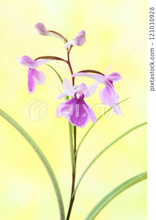 Japanese orchid, Yumechidori, small orchid flower, bright background Japanese orchid, Yumechidori, small orchid flower, bright background 121010928