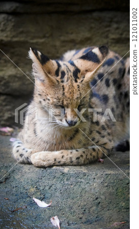 beautiful serval or Leptailurus serval lying peacefully on a rock, showcasing its distinctive spotted fur in a natural environment. Captures the elegance and serenity beautiful serval or Leptailurus serval lying peacefully on a rock, showcasing its distinctive spotted fur in a natural environment. Captures the elegance and serenity 121011002