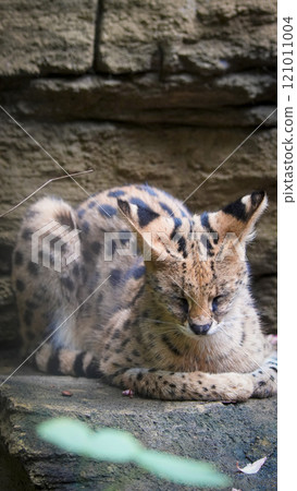beautiful serval or Leptailurus serval lying peacefully on a rock, showcasing its distinctive spotted fur in a natural environment. Captures the elegance and serenity beautiful serval or Leptailurus serval lying peacefully on a rock, showcasing its distinctive spotted fur in a natural environment. Captures the elegance and serenity 121011004