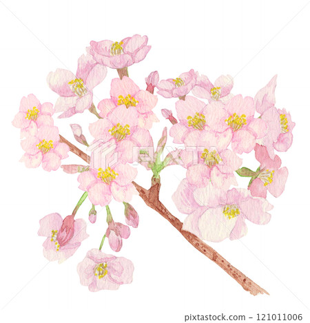Hand-painted watercolor painting: Japanese national flower "Sakura" pink flowers with branches (many petals) Hand-painted watercolor painting: Japanese national flower "Sakura" pink flowers with branches (many petals) 121011006