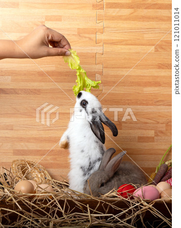 White rabbit reaching for lettuce while gray rabbit rests in hay, accompanied by eggs and straw hat in a rustic scene White rabbit reaching for lettuce while gray rabbit rests in hay, accompanied by eggs and straw hat in a rustic scene 121011014