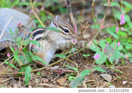 A full-blooming Polygonum flower; a chipmunk stuffing nuts; autumnal materials 121011050