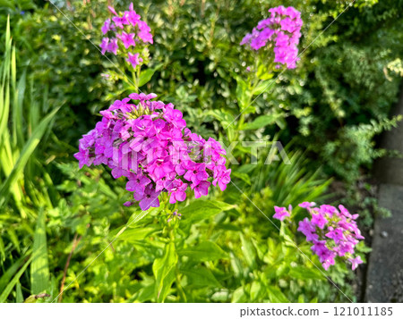 Flowers after the rain ~ Phlox oleander~ 121011185