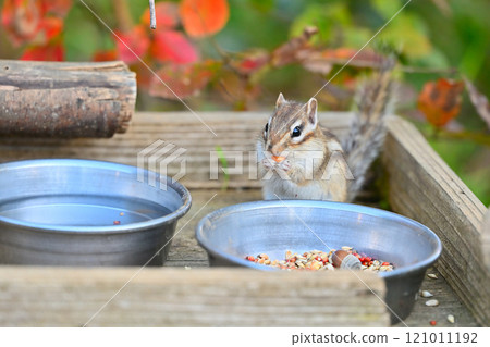 一隻可愛的花栗鼠在咀嚼堅果，背景是秋葉 121011192