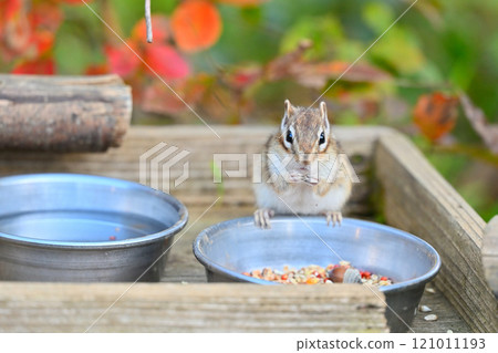 一隻可愛的花栗鼠在咀嚼堅果，背景是秋葉 121011193