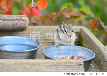 A cute chipmunk stuffing nuts with autumn leaves in the background A cute chipmunk stuffing nuts with autumn leaves in the background 121011194