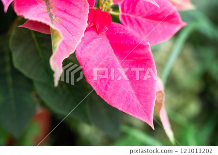 christmas red plant close up macro poinsettia Christmas クリスマス christmas red plant close up macro poinsettia Christmas クリスマス 121011202
