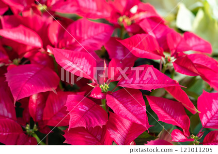 聖誕紅 植物 特寫 微距 poinsettia Christmas クリスマス 聖誕紅 植物 特寫 微距 poinsettia Christmas クリスマス 121011205