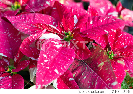 聖誕紅 植物 特寫 微距 poinsettia Christmas クリスマス 聖誕紅 植物 特寫 微距 poinsettia Christmas クリスマス 121011206