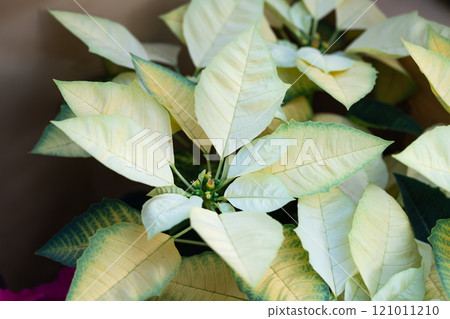 聖誕紅 植物 特寫 微距 poinsettia Christmas クリスマス 聖誕紅 植物 特寫 微距 poinsettia Christmas クリスマス 121011210