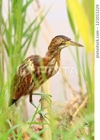 The little bittern on reed The little bittern on reed 121011229