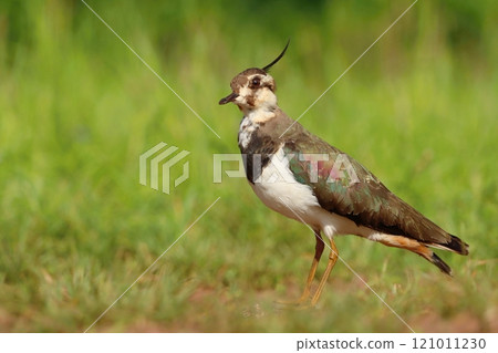 The northern lapwing female in spring The northern lapwing female in spring 121011230
