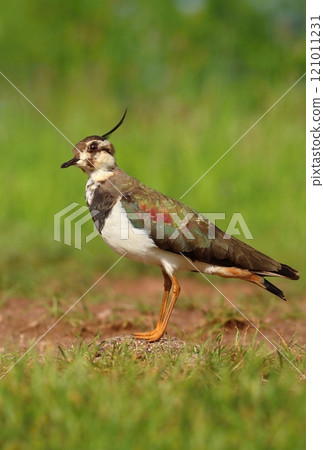 The northern lapwing female in spring The northern lapwing female in spring 121011231