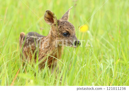 Adorable roe deer fawn in spring 121011236
