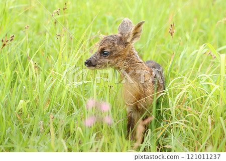 Adorable roe deer fawn in spring Adorable roe deer fawn in spring 121011237