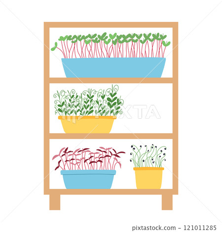 Hand drawn microgreens in pots. Vector illustration in flat style isolated on white background. Micro green. Beets, lettuce, cabbage, sorrel, onion, radish, arugula, peas. Growing superfood at home. 121011285