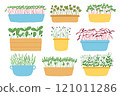Hand drawn microgreens in pots. Vector illustration in flat style isolated on white background. Micro green. Beets, lettuce, cabbage, sorrel, onion, radish, arugula, peas. Growing superfood at home. 121011286
