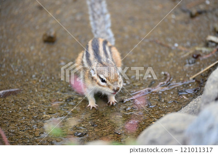 Chipmunk drinking water from a pond 121011317
