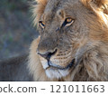 African Lion in Zimbabwe Hwange National Park 121011663
