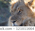 African Lion in Zimbabwe Hwange National Park 121011664