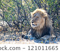 African Lion in Zimbabwe Hwange National Park 121011665