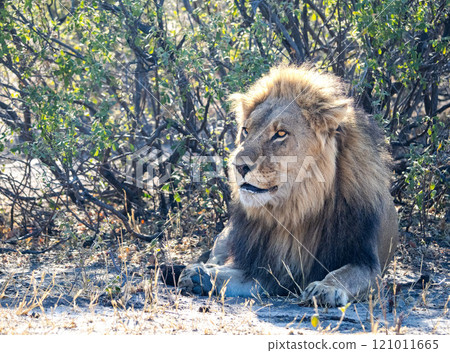 African Lion in Zimbabwe Hwange National Park African Lion in Zimbabwe Hwange National Park 121011665