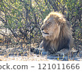 African Lion in Zimbabwe Hwange National Park 121011666