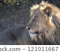 African Lion in Zimbabwe Hwange National Park 121011667