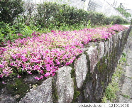 Moss Phlox Flowers (Sakyo Ward, Kyoto City) 121011668