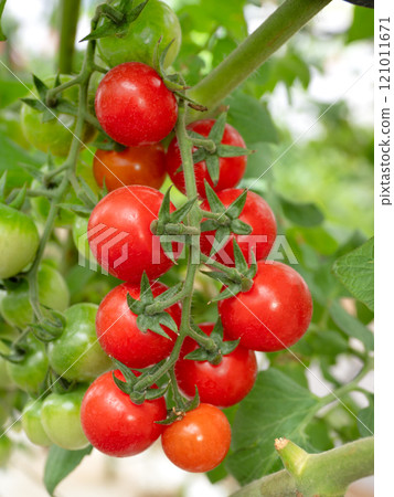 Growing cherry tomatoes in greenhouses 121011671